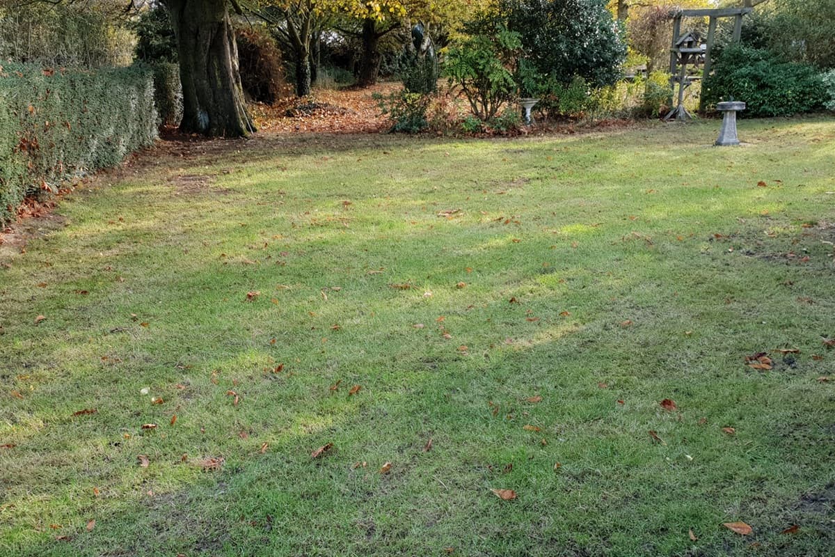 Chelmsford lawn looking pale and thin with scattered leaves in autumn before treatment