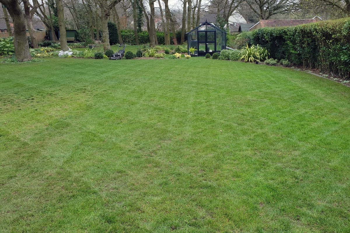 Little Baddow lawn looking thin and pale with faint stripes before treatment