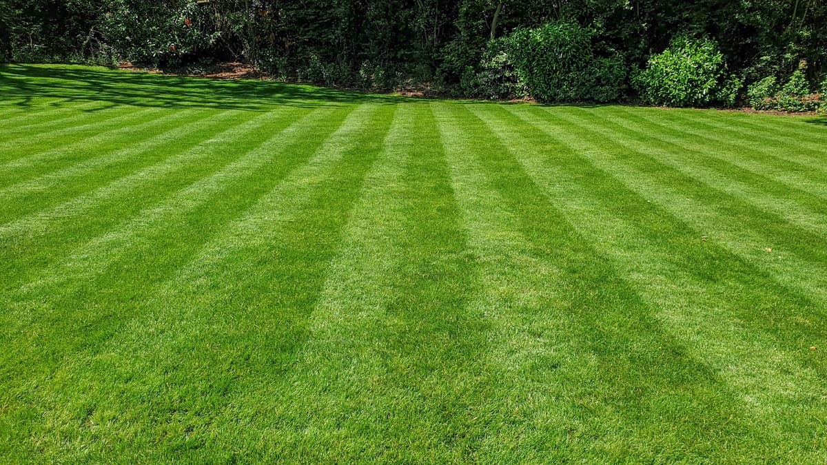 Freshly mowed lawn with clean stripes