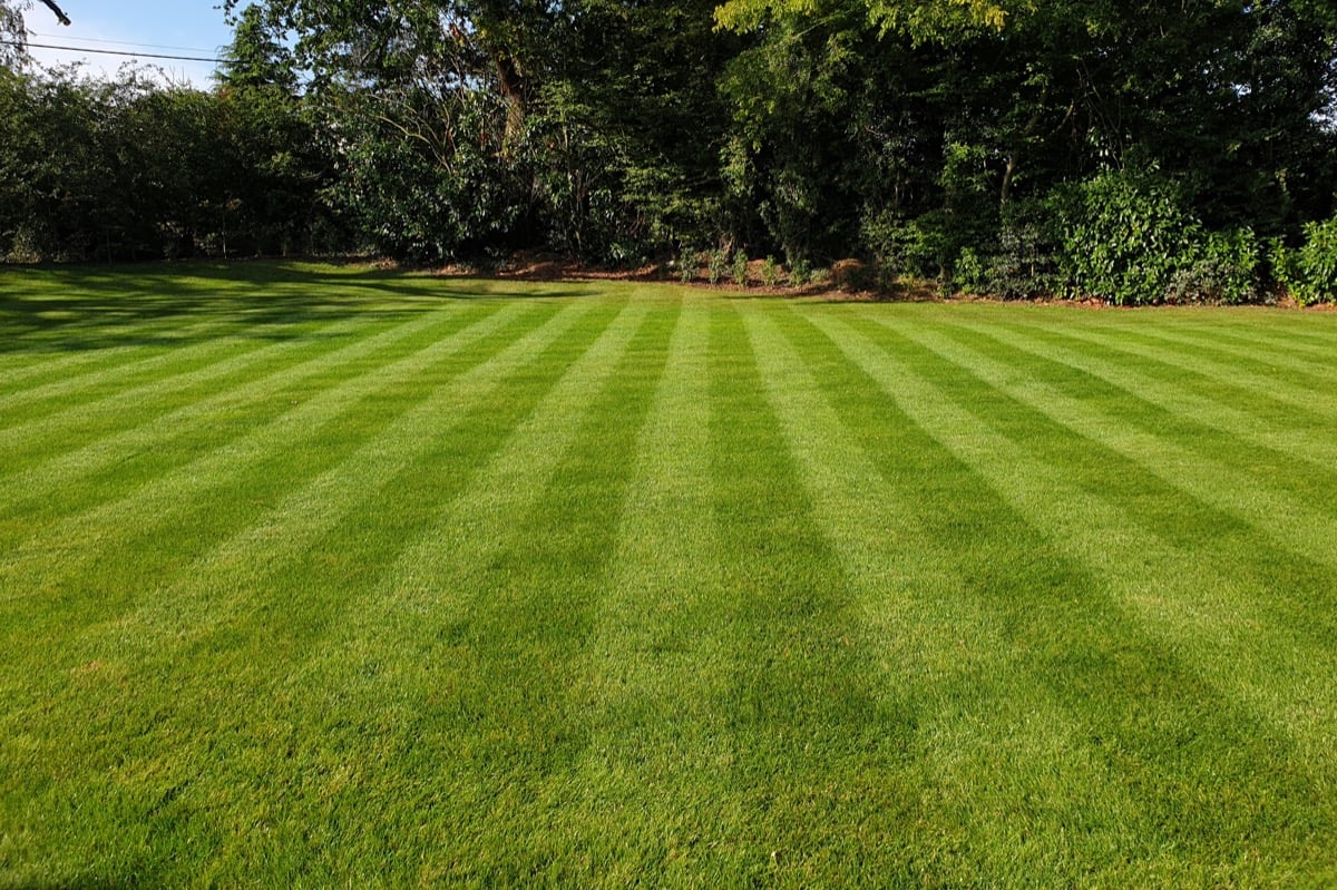 Wide rear lawn with bold straight stripes and mature trees in the background