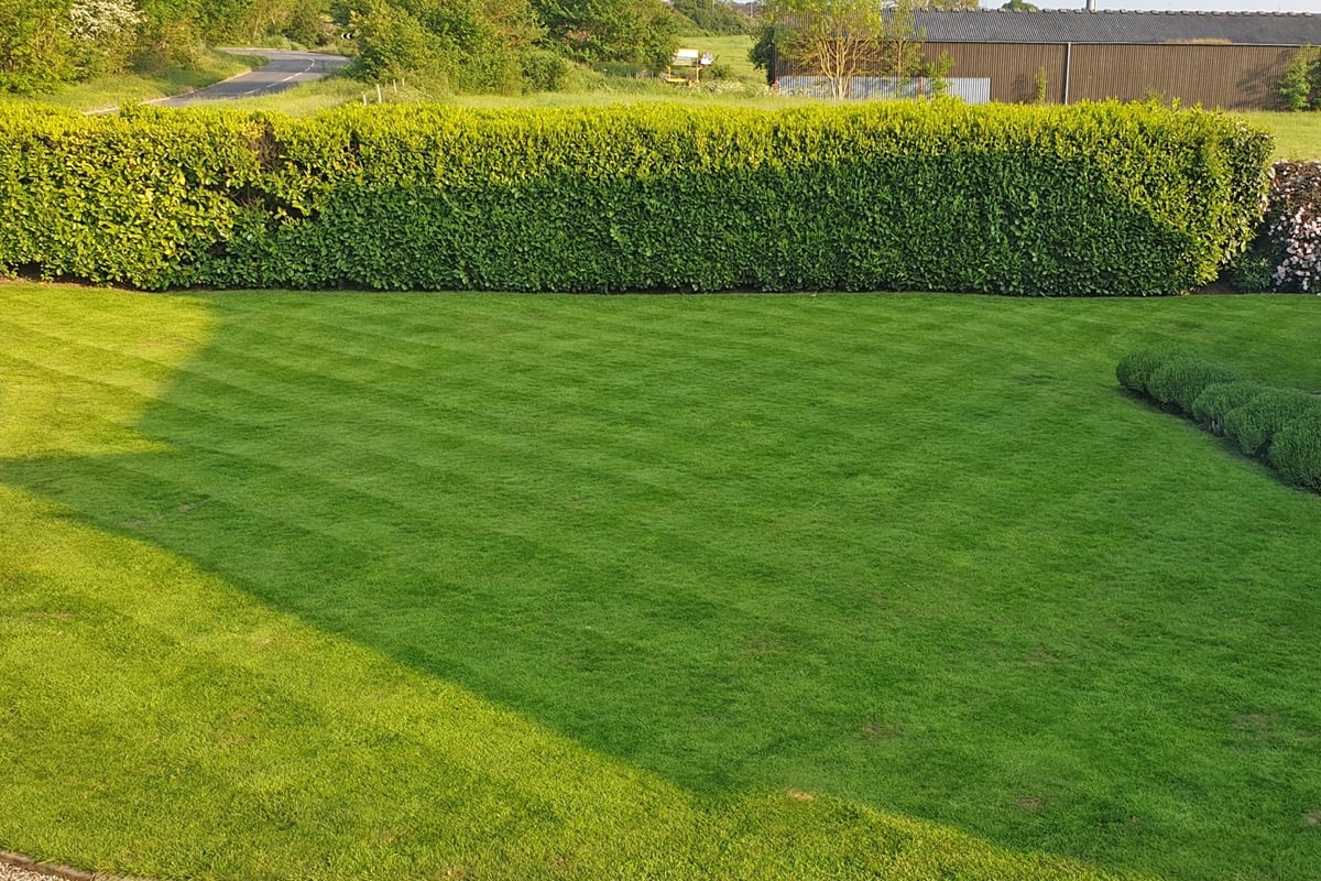 Chequered mowing pattern on a lawn with a tall hedge backdrop