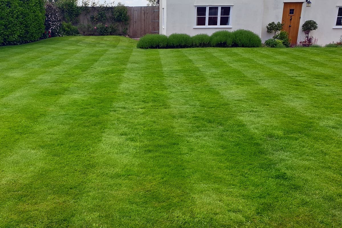 Same Chelmsford lawn restored to deep green with defined stripes after renovation