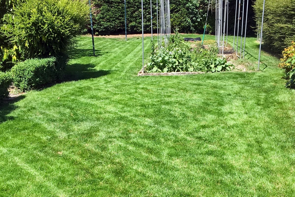 Same Danbury lawn transformed to thick green grass with clean mowing stripes