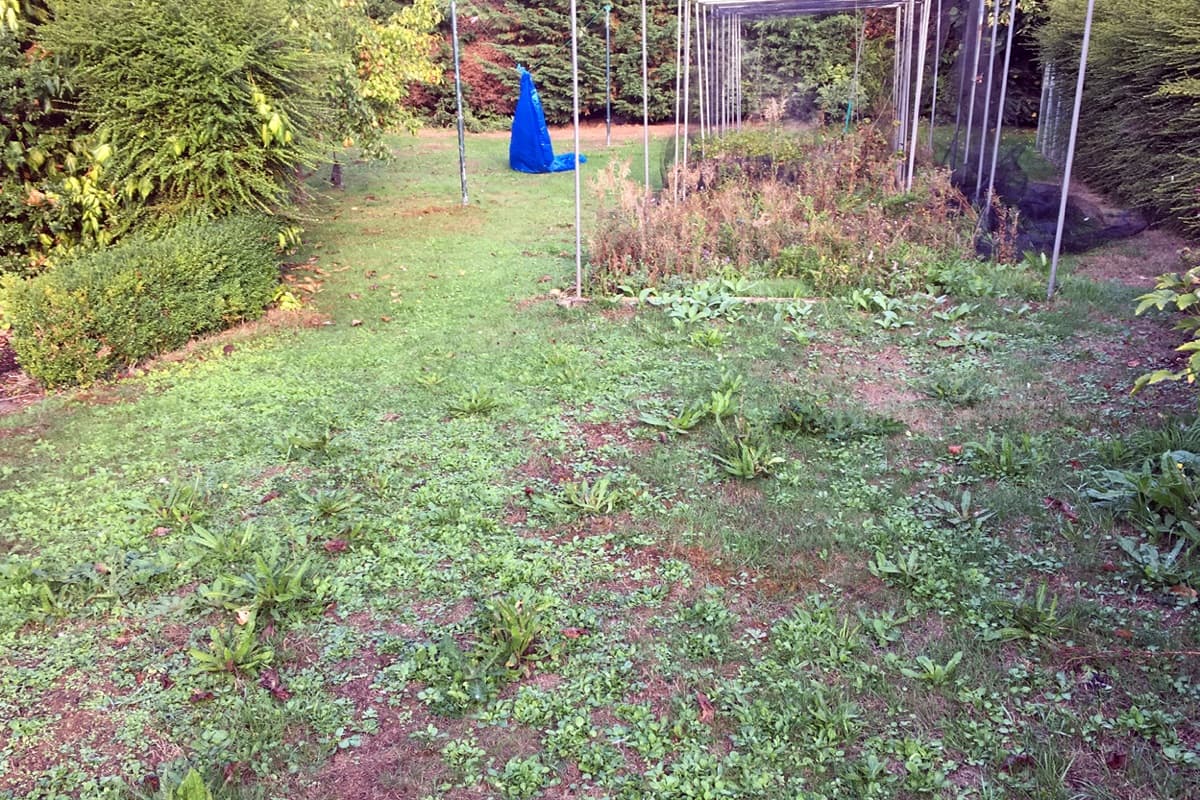 Danbury lawn overrun with broadleaf weeds and bare soil patches before treatment